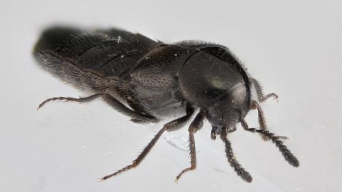Réf. 273 718 : Aleochara verna